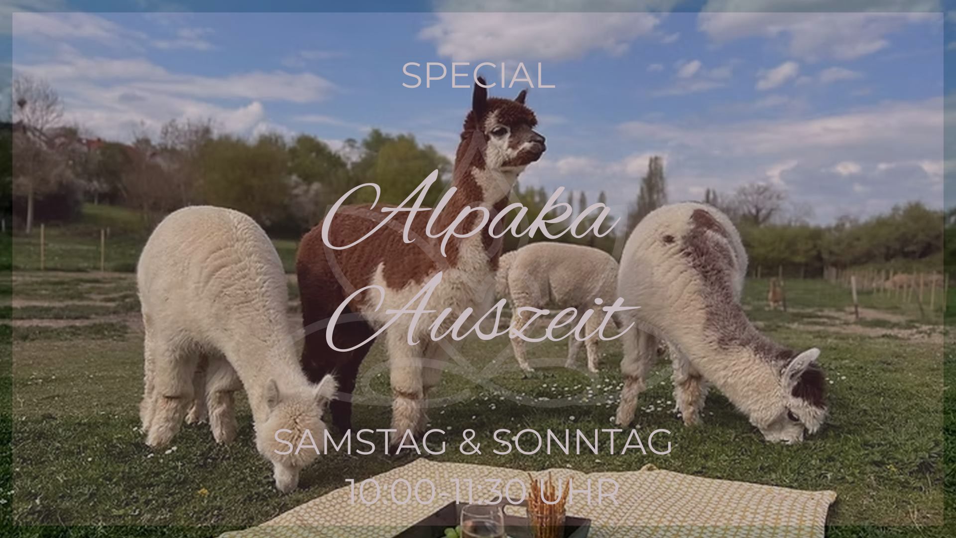 Alpaka Auszeit